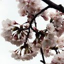 전주시 덕진구청 이미지