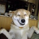 복 Daum카페