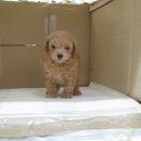 코코목욕 이미지