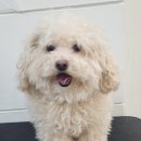 포리애견 이미지