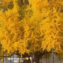 반계초등학교 | 원주 반계리 은행나무 절정 실시간 주차 2025.11.09 방문 후기