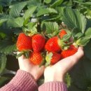 승승농장 이미지