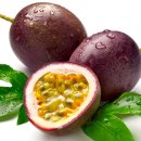 홍구농장 이미지