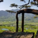 소나무부분정비 이미지