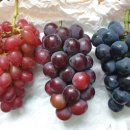 안서농장 이미지