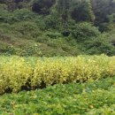 가평전원별장펜션 이미지