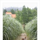 팜카밀레 이미지