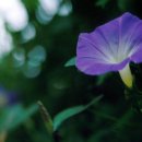 마음의 고향 이미지