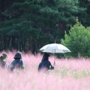 핑크빛청춘들 | 대구 근교 가을 나들이｜가산 수피아 핑크뮬리 &amp; 신상 카페 모하 방문 후기 (입장료 무료 이벤트, 주차...