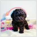 마마스미독 강아지분양 인천점 이미지