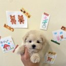 샵펫 강아지분양 울산점 이미지