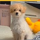 퍼플퍼피 이미지