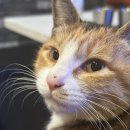 청룡마을4길 4 이미지