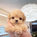 퍼피힐 강아지분양 이미지