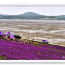 신안 <b>퍼플</b>섬다녀왔어요 ~~~^^