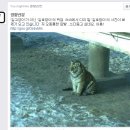 팡팡 이미지