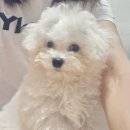 예쁘개해줄개 이미지