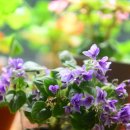 바이올렛 이미지