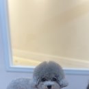 몽블리스 이미지