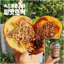 씨앗 | 속초중앙시장 명물 먹거리 포장 씨앗호떡 종류 보관 후기