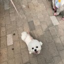 구래초등학교 | 김포 구래동 애견동반 카페추천 분위기 좋고 디저트가 맛있는 [삼청동]