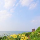 8월26일(수)노루목 붉노랑 상사화꽃길과 즐포만 노을빛정원 핑크뮬리 이미지