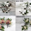 라노비아 이미지