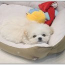 강아지&고양이 마을 | 강아지 마을 건강하고 귀여운 강아지들이 있는 인천강아지분양