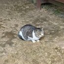 옐로우 펜션 | 거제 가조도 가족 숙소 오션뷰 독채펜션 옐로우빈(yellowbin) 에어비앤비 후기