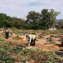 옹동면사무소 이미지