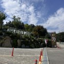 백암로201번길 | [용인] 용인자작나무숲 나들이 할로윈, 가을꽃축제, 핑크뮬리 명소