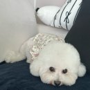 멜로우퍼피 | 탕정 스트레스없는 강아지미용 잘하는 샵 추천 / 천안아산 애견미용 :: 멜로우퍼피
