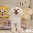 윤스강아지 이미지