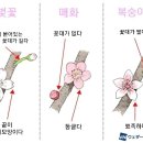 개화 이미지