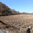 당구마을 | 청양 벼피해조사 충북 콩피해조사 다녀온 후기 2