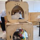 고양이별 캣 카페 이미지