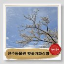2026전주동물원 벚꽃 개화상황 및 코스와 꿀팁 아이와가볼만한곳(1)