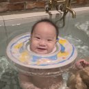 스테이나무 이미지