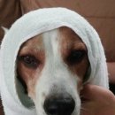 도그애견 이미지