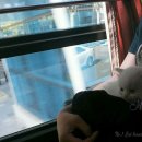 대구고양이분양 나비캣 이미지