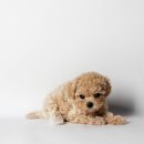 하이, 멍 이미지