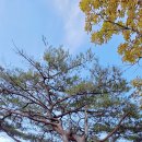 주계로 Daum카페