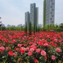 장미목장 이미지