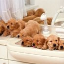 행복한강아지 이미지