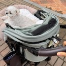 펫컴 | 내돈내산 댕카가드쿠션 해리스펫컴포터 피스타치오 민트 에어버기 돔3 글래스그린 장착 후기