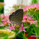 꽃별하얀 이미지