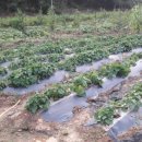 금산흥농 이미지