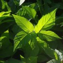 자연행복한의원 이미지