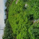 감자 첫 출하 ㅠㅠ