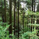 편백나무숲 이미지